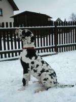 Aramis vom Goldbergsee, Februar 2003