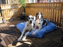 Black Beauty's Kathaleen und Bounty-Sharone vom Goldbergsee, Juni 2007