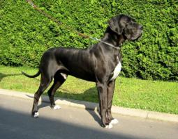 Conan vom Goldbergsee, Juli 2008