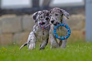Grautiger-Welpen aus dem H-Wurf vom Goldbergsee, Mai 2014