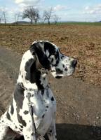 Finya vom Goldbergsee, April 2015