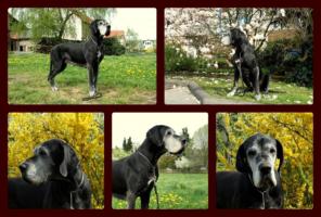 Chayenne vom Goldbergsee mit 10 Jahren, April 2015