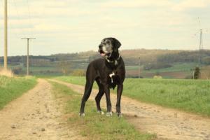 Chayenne vom Goldbergsee mit 10,5 Jahren, Oktober 2015