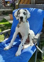 Malibu vom Goldbergsee, Mai 2022