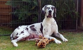 Hateya vom Goldbergsee, Juli 2018 - Kurze Verschnaufpause von den L-Welpen