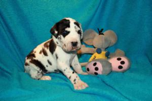 Rüde gefleckt – blaues Halsband