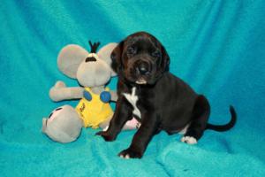 Hündin schwarz – gelbes Halsband