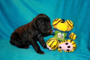 Hündin schwarz – lila Halsband