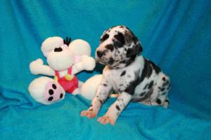 Hündin gefleckt – oranges Halsband