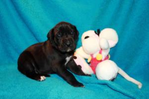 Hündin schwarz – rotes Halsband