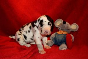 Hündin gefleckt – rosa Halsband