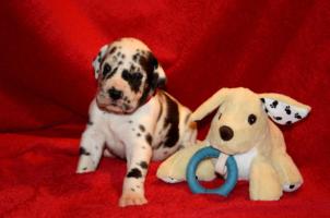 Hündin gefleckt – rotes Halsband