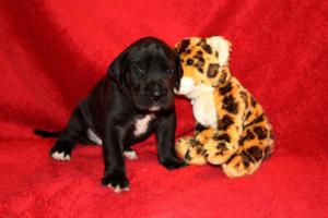 Hündin schwarz – oranges Halsband