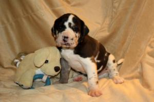 Rüde gefleckt – braunes Halsband