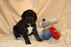 Rüde schwarz – blaues Halsband