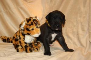 Rüde schwarz – gelbes Halsband