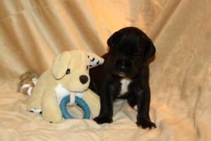 Rüde schwarz – grünes Halsband